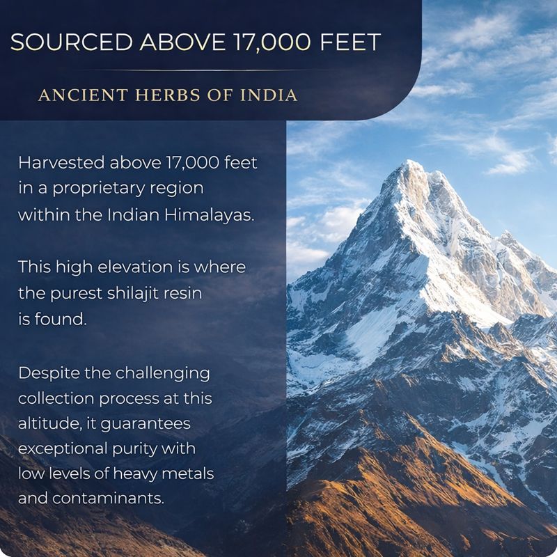 Pure Himalayan Shilajit+ Resin | Authentic Organic Golden Grade A | Rich in Fulvic Acid & Trace Minerals